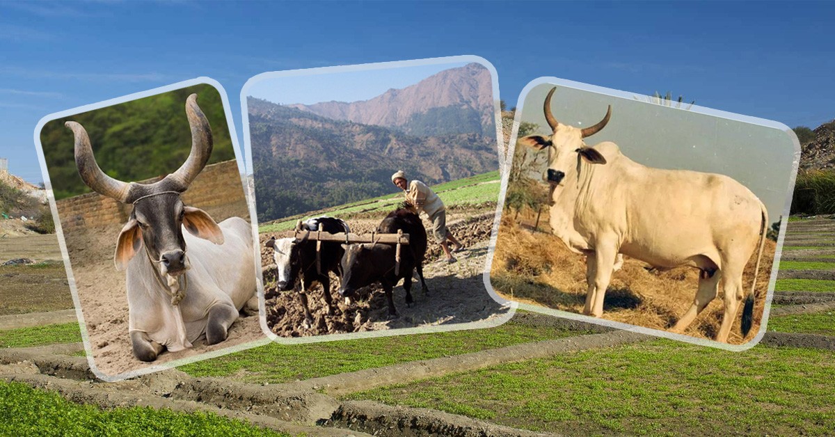 Vedic Agro Pvt Ltd